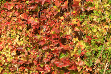 Beautiful Autumn Leaves in red and green