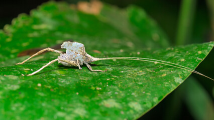 Leaf-mimicking bush cricket camouflaged on tropical rainforest leaf