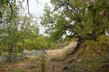 Landscape rocks stones trees Balkans autumn cloudy day nature