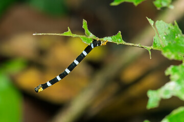 Black and white banded caterpillar with yellow head feeding on tropical rainforest leaf