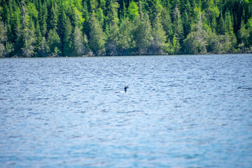 Naklejka premium Loon on a lake in Canada