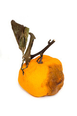 Rotten Tangerine - Spoiled Produce, Decay, Edible Waste, and Kitchen Hygiene