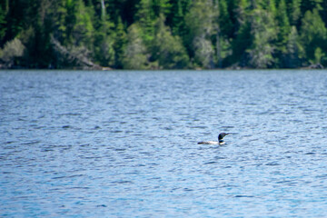 Fototapeta premium Loon floating on a lake