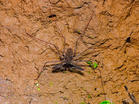 Whip spider Amblypygi clinging to clay wall in tropical rainforest habitat