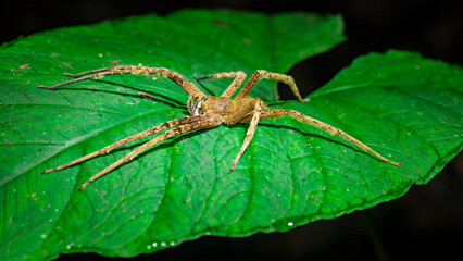 Large brown banana spider resting on tropical rainforest leaf