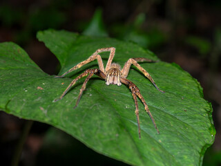Large brown banana spider resting on tropical rainforest leaf