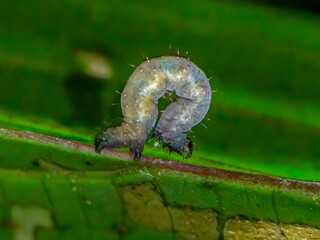 Macro close-up of small caterpillar larva arching on green tropical leaf