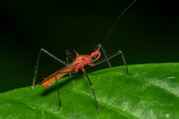 Red assassin bug Ricolla on tropical green rainforest leaf