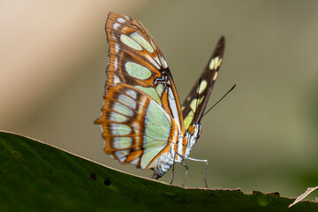 Malachite butterfly Siproeta stelenes resting on tropical green leaf