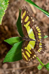 Malachite butterfly Siproeta stelenes resting on tropical green leaf