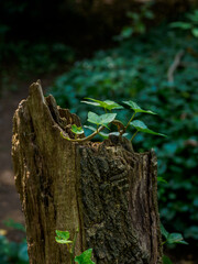 ivy on an old tree stump