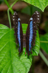 Blue-banded morpho butterfly resting on tropical green rainforest leaf
