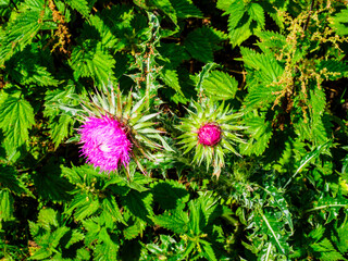 pink and green flower
