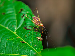 Vibrant katydid nymph with long antennae on tropical green leaf  looking down on small insect