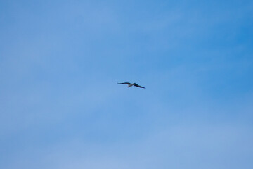Osprey flying away into a blue sky