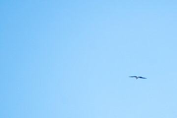 Fototapeta premium Osprey flying away into a blue sky