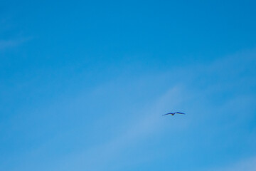 Fototapeta premium Osprey flying away into a blue sky