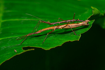Camouflaged stick insects mating on tropical green leaf