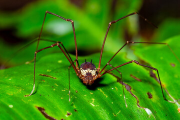 Harvestman with long legs resting on green leaf in tropical forest