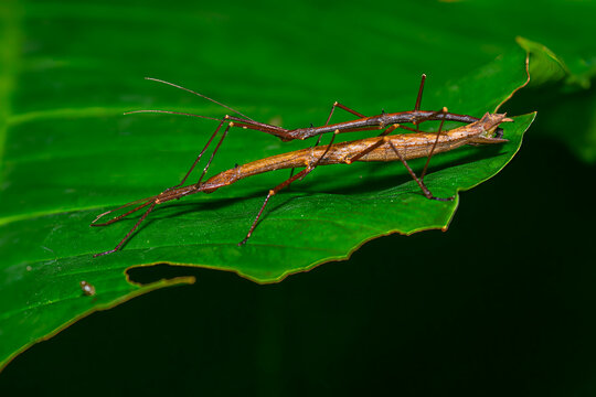 Camouflaged stick insects mating on tropical green leaf