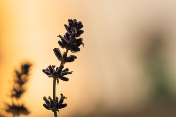 Lawenda zachód słońca