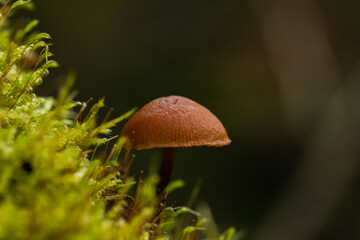 grzyb na mchu © Pawe
