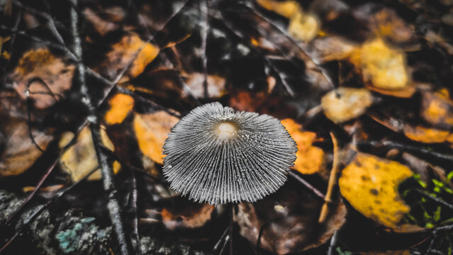 A small, gray mushroom with gills and water droplets, rising from the dark fallen leaves and branches on the forest floor. A close-up of a gray toadstool and new growth in autumn.