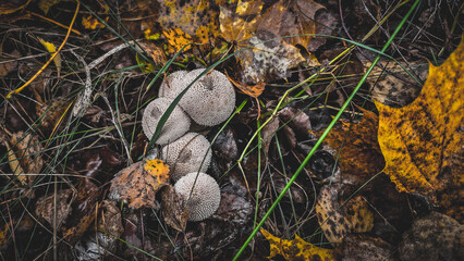 Puffball mushrooms thrive on the forest floor, surrounded by fallen yellow and brown autumn leaves and dry grass, illustrating concepts of nature, growth, and the changing seasons.