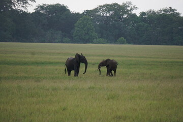 African Elephants In Savanna Grasslands 