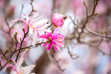 Blooming magnolia in spring. Beautiful buds of pink flowers close-up with blurred space for text.