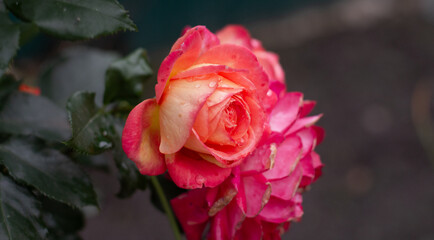 A blooming rose flower with vibrant pink and yellow petals dotted with dewdrops highlights the natural beauty and growth of a garden setting A close-up of a beautiful rose flower covered in dewdrops.