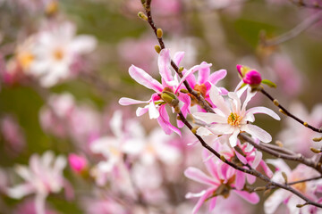 Blooming magnolia in spring. Beautiful buds of pink flowers close-up with blurred space for text.