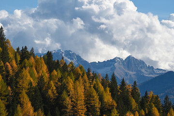 paesaggio autunnale larici bosco 