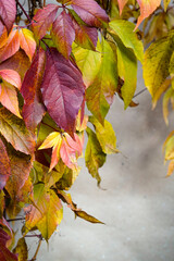 Autumn background, branches with bright autumn leaves of wild grapes on the wall background