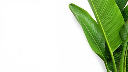 Obraz premium Green tropical plant leaves on white background