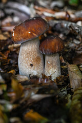 Zwei Steinpilze im Herbstlaub