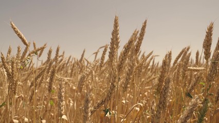 countryside golden wheat. agriculture concept. farming. ecological biological plants ear grain. eco nature environment. harvest time. ears mature wheat growing field. fertile land plantation farm