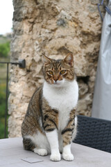 gatto gattino 