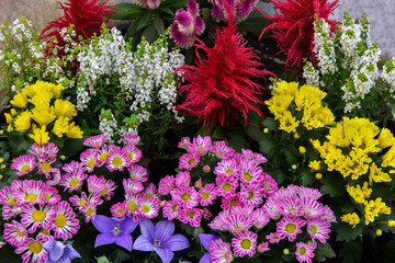 カラフルな花々