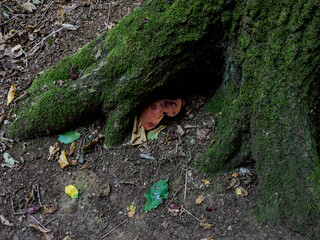 moss tree mushroom
