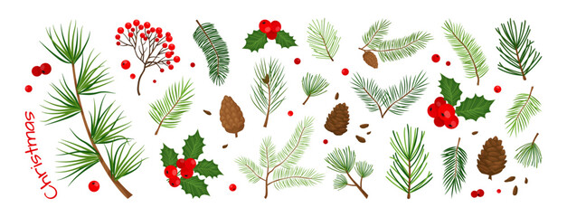 Christmas tree, winter fir, pine cone. Holly berry, leaf branch, mistletoe. Evergreen plant icon, Xmas nature forest set for New Year isolated on white background. Holiday foliage vector illustration © Sylfida