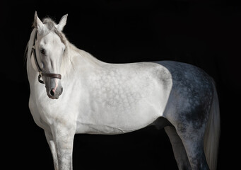 White horse. Black background. Portrait. Close-up. A thoroughbred horse of the Oryol Trotter breed. Harness racing. Trotting horse race