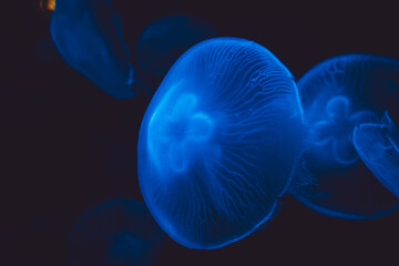 Aurelia aurita, Moon jellyfish,, Monaco, French Riviera, France