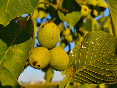 Three walnut pods on the walnut tree