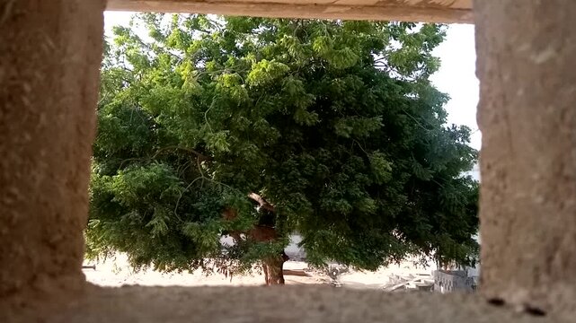 A Big Neem Tree View From The Window 