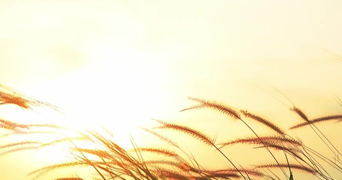 A Golden Dry Field Of Grass Sway In Wind In Sunlight While Shining Through It Slow Motion. Agriculture, Golden Grass, Paddy Field, Field At Sunrise-Set, Nature & Environment Concepts.