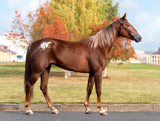 Horse. A thoroughbred horse of the Oryol Trotter breed. Harness racing. Trotting horse race. Side view. In full growth. Autumn background