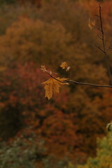 autumn leaves on the tree