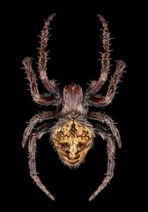 Realistic illustration of a spider on a black background. Detailed depiction of the insect with hair texture and anatomical features. Perfect for entomological projects and Halloween-themed designs.