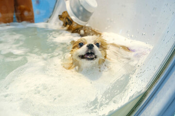 Pomeranian dogs waiting in a special tub for an ozone therapy session to make both their fur and...